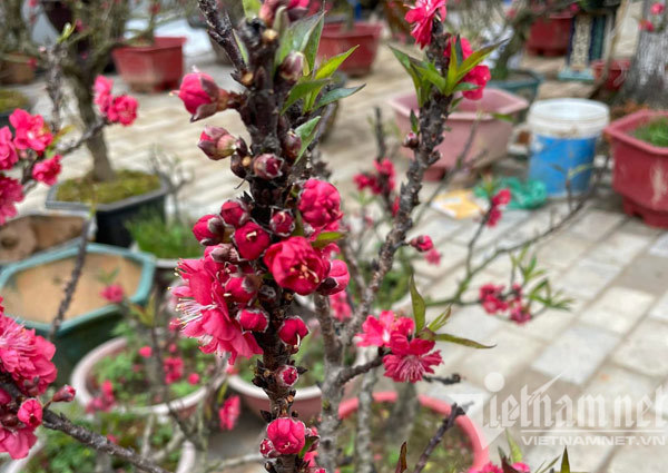 Đào thất thốn tràn vỉa hè: Ngắm nghía suýt xoa, lặng lẽ bỏ đi-8