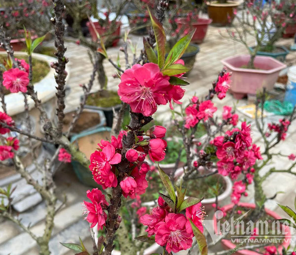 Đào thất thốn tràn vỉa hè: Ngắm nghía suýt xoa, lặng lẽ bỏ đi-9