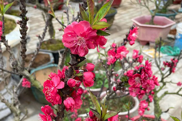 Đào khủng có dáng bàn tay lộc được hét giá gần 100 triệu-10