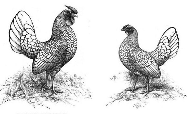 Người chơi hệ phong thuỷ đua nhau săn lùng gà vảy cá - ‘mỹ kê’ hút tiền tài, giá thấp nhất 10 triệu đồng/cặp-1