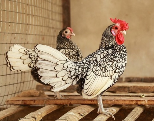 Người chơi hệ phong thuỷ đua nhau săn lùng gà vảy cá - ‘mỹ kê’ hút tiền tài, giá thấp nhất 10 triệu đồng/cặp-2