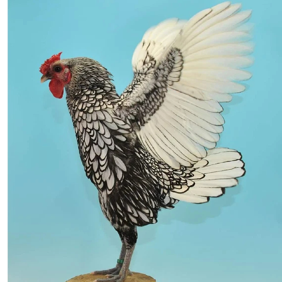 Người chơi hệ phong thuỷ đua nhau săn lùng gà vảy cá - ‘mỹ kê’ hút tiền tài, giá thấp nhất 10 triệu đồng/cặp-4