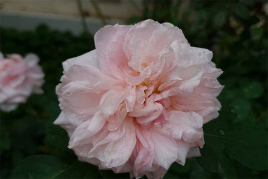 'Phản bội, nhưng tôi không muốn bỏ chồng'