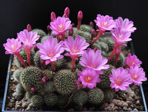 Tết Nhâm Dần 2022: 5 loại hoa phá tài tán lộc, thích mấy cũng không được rước vào nhà-3