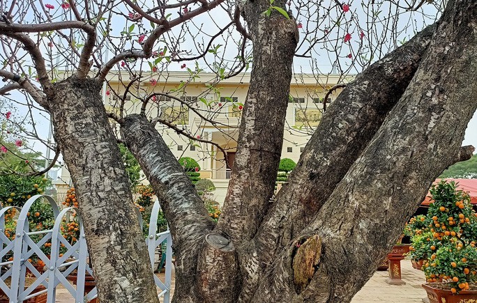 Đào khủng có dáng bàn tay lộc được hét giá gần 100 triệu-3