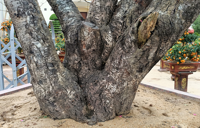 Đào khủng có dáng bàn tay lộc được hét giá gần 100 triệu-4