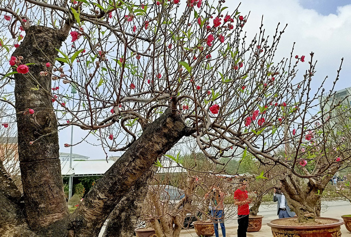 Đào khủng có dáng bàn tay lộc được hét giá gần 100 triệu-5