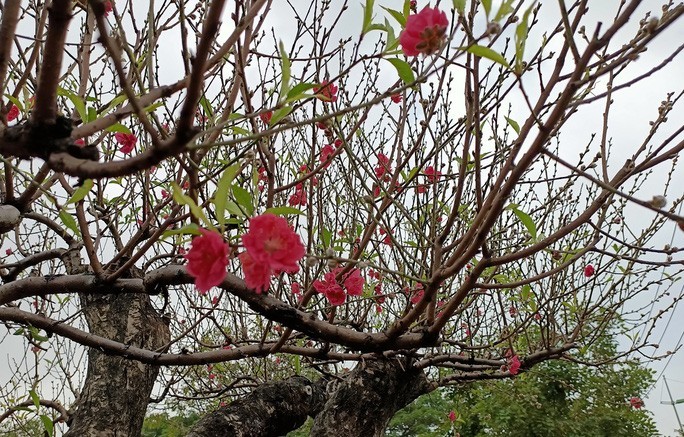 Đào khủng có dáng bàn tay lộc được hét giá gần 100 triệu-7