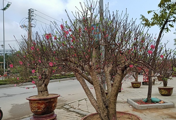 Đào khủng có dáng bàn tay lộc được hét giá gần 100 triệu-8