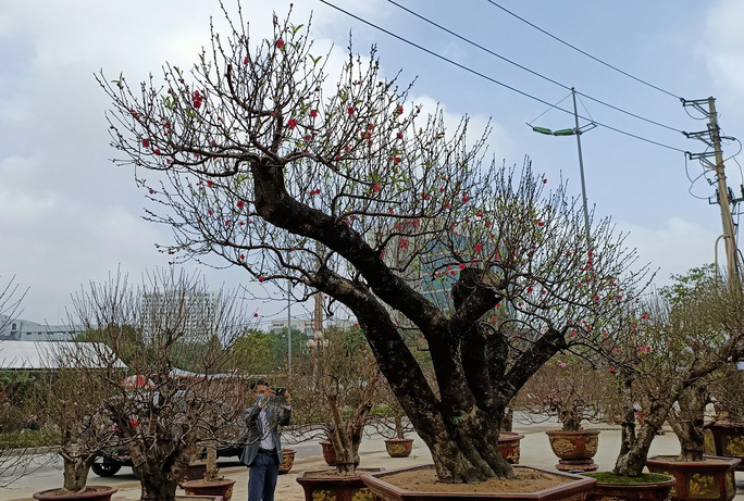 Đào khủng có dáng bàn tay lộc được hét giá gần 100 triệu-9