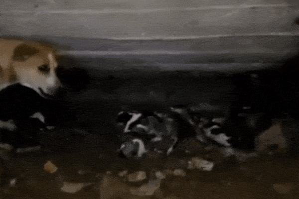 Nuốt nguyên chai nhựa vào bụng, rắn hổ mang oằn mình để nôn ra-1