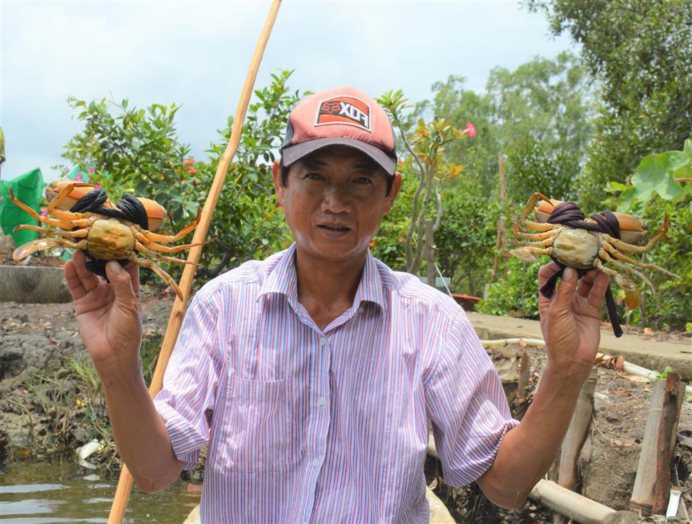 Cận tết, cua Cà Mau bán tại vuông giá 1 triệu đồng/kg-1