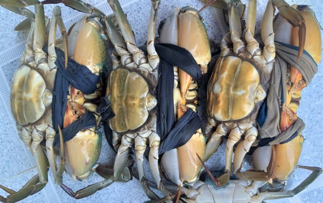 Cận tết, cua Cà Mau bán tại vuông giá 1 triệu đồng/kg-2