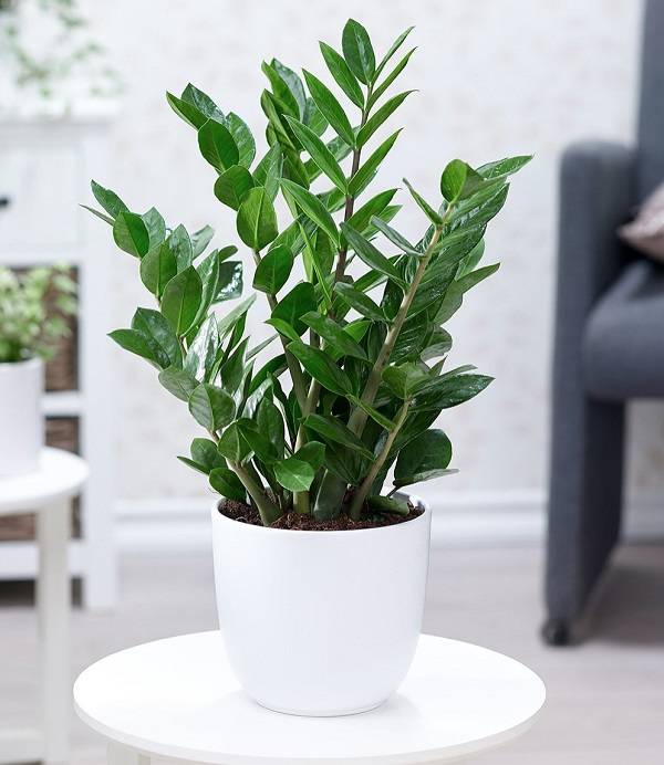 Những cây trang trí phong thủy ngày Tết, tô điểm sắc xuân rực rỡ và mang phú quý, thịnh vượng đến mọi nhà-6