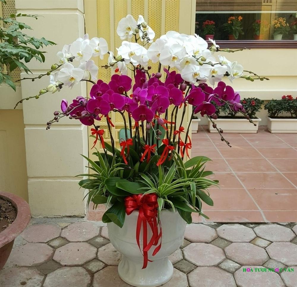 Những cây trang trí phong thủy ngày Tết, tô điểm sắc xuân rực rỡ và mang phú quý, thịnh vượng đến mọi nhà-9