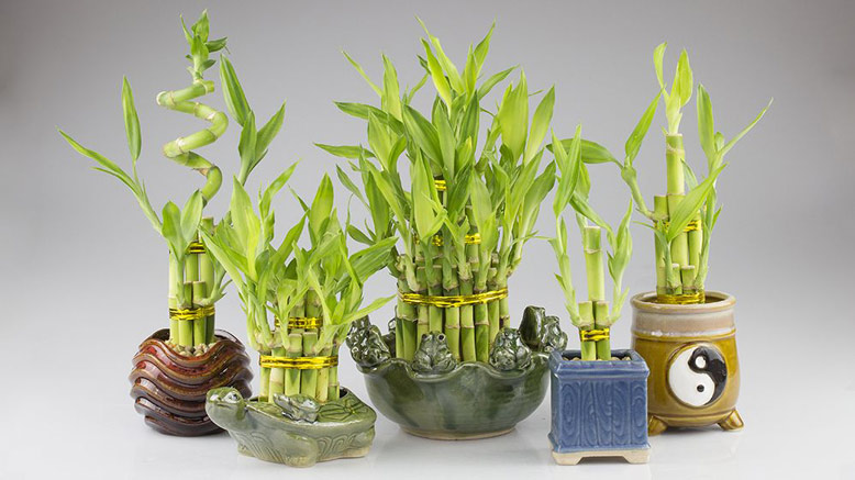 Những cây trang trí phong thủy ngày Tết, tô điểm sắc xuân rực rỡ và mang phú quý, thịnh vượng đến mọi nhà-8