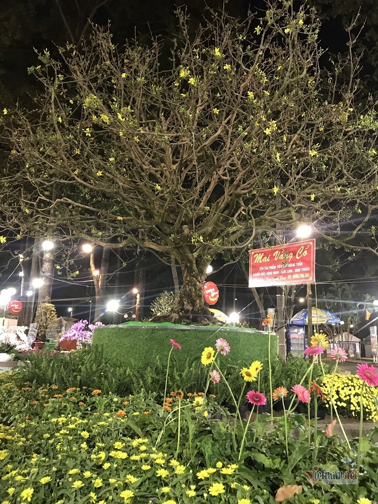 Mai cổ thụ 100 tuổi giá 6,1 tỷ, chồng sẵn tiền mua, khách chơi phải chờ xem mặt-1