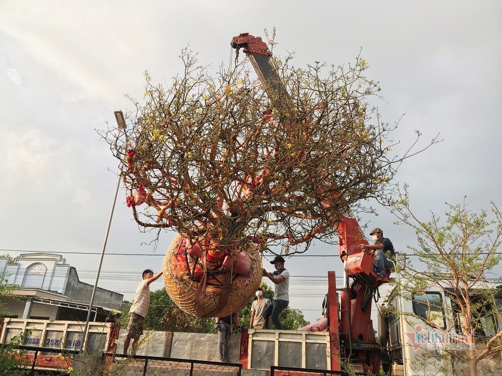 Mai cổ thụ 100 tuổi giá 6,1 tỷ, chồng sẵn tiền mua, khách chơi phải chờ xem mặt-2