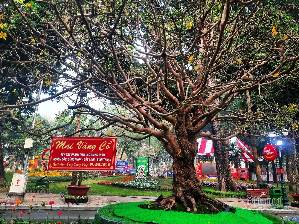 Mai cổ thụ 100 tuổi giá 6,1 tỷ, chồng sẵn tiền mua, khách chơi phải chờ xem mặt-3