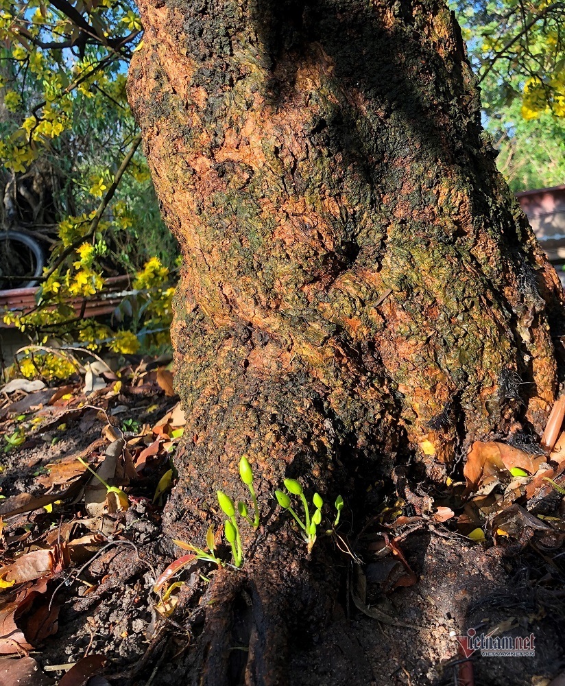 Mai cổ thụ 100 tuổi giá 6,1 tỷ, chồng sẵn tiền mua, khách chơi phải chờ xem mặt-4