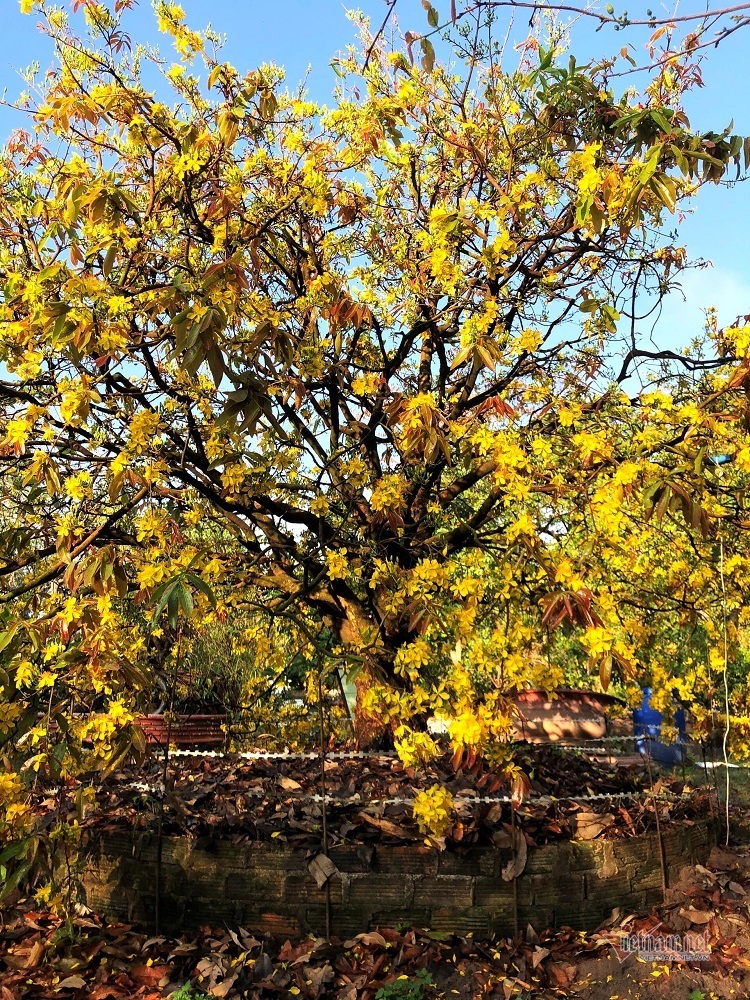 Mai cổ thụ 100 tuổi giá 6,1 tỷ, chồng sẵn tiền mua, khách chơi phải chờ xem mặt-5