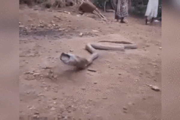 Clip: Bé trai 1 tuổi suýt giẫm phải rắn hổ mang trong phòng khách-1