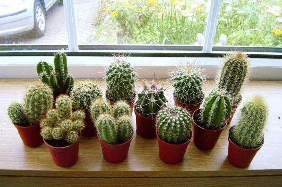 4 loại cây phá tài tán lộc, gia chủ nhất định không được đặt trong nhà dịp Tết Nhâm Dần 2022-1