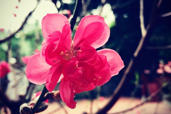 Chị chồng được về ngoại ăn Tết, tôi xin về thì bị mắng té tát