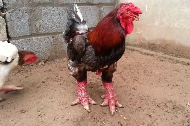 Những đặc sản đắt đỏ, giá tiền triệu nhưng cứ Tết đến là trong tình trạng cháy hàng-3