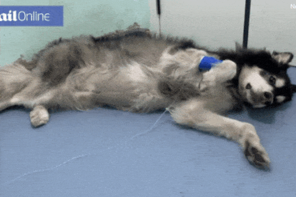 Chó Golden tha về nhà tờ tiền 100 tệ, chủ vừa nhận lấy đã tái mặt: Lập tức báo cảnh sát!-3