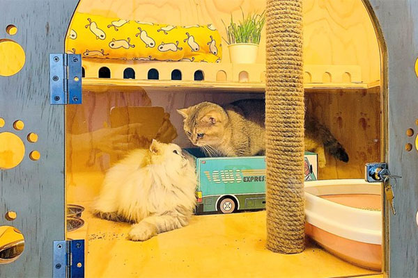 Nuôi mèo xuất khẩu, giá 600 triệu đồng/con, điều kiện sống như vua-7