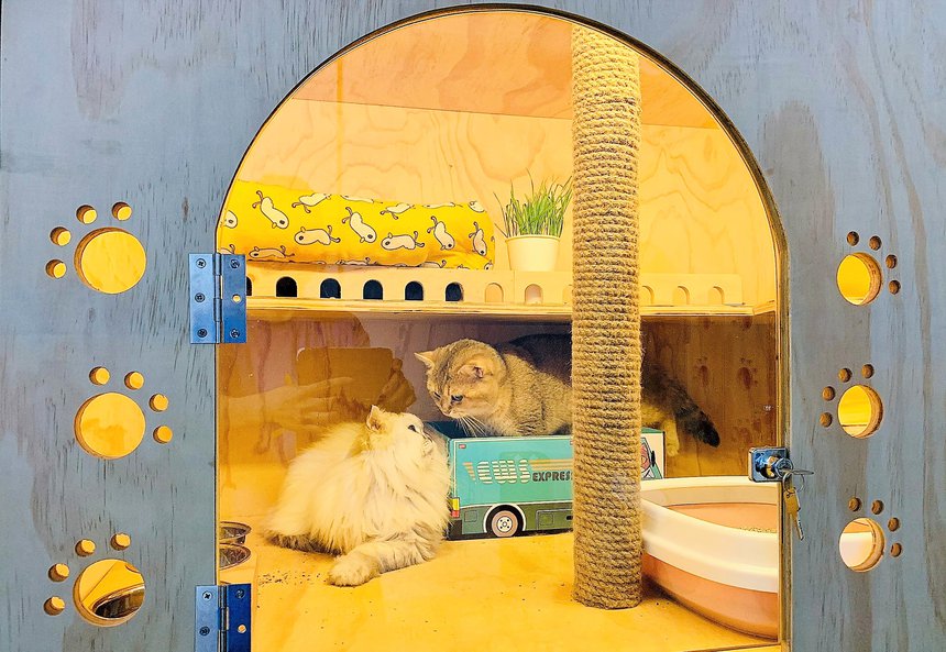 Chi 30 triệu đồng để gửi chó, mèo xuyên Tết ở TP.HCM-8