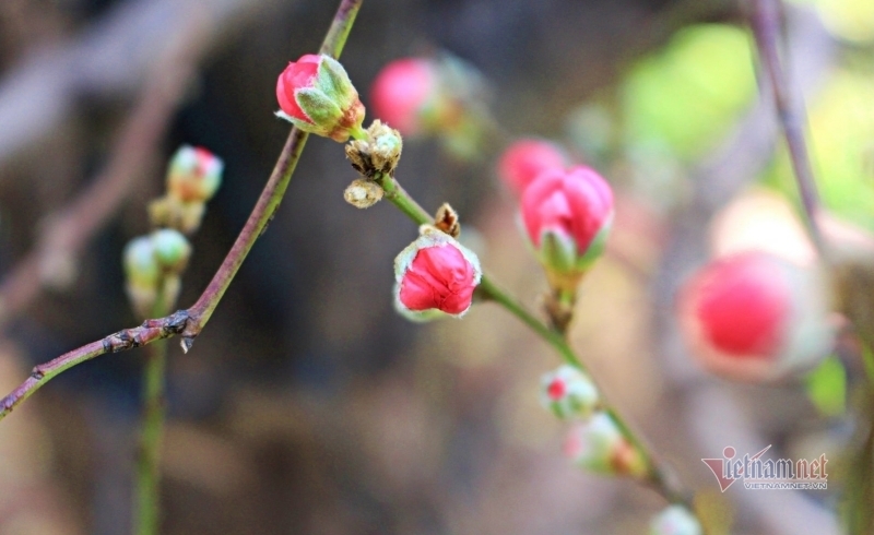 Nỗi đau phía sau chuyện cô gái không dám về quê đón Tết cùng cha-2