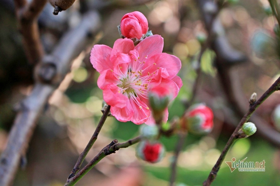 Nỗi đau phía sau chuyện cô gái không dám về quê đón Tết cùng cha-1
