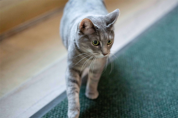 Thành viên mới của Nhà Trắng-7