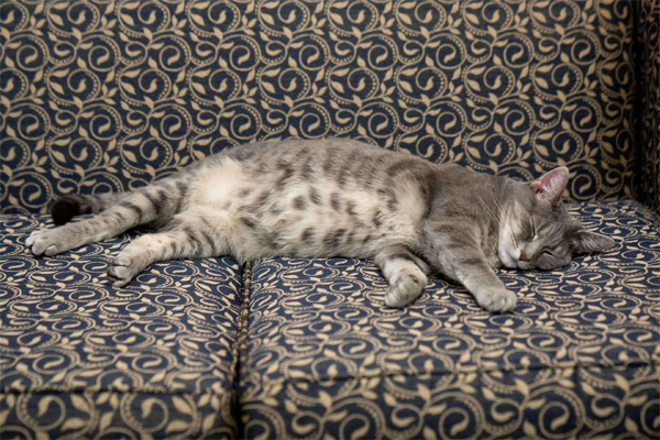 Thành viên mới của Nhà Trắng-8