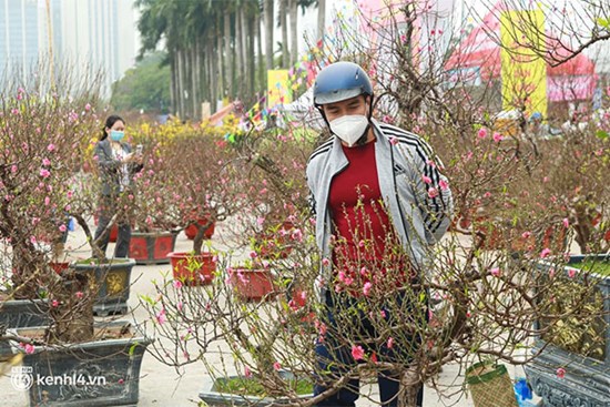 Hà Nội: Tiểu thương giảm nửa giá những gốc đào 