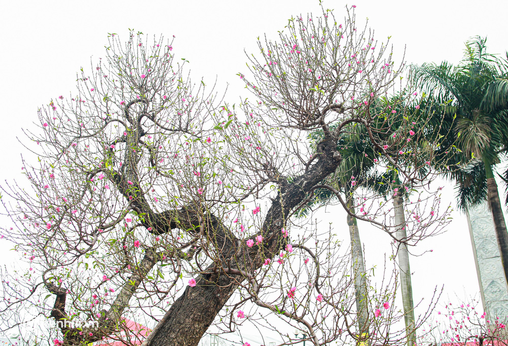 Hà Nội: Tiểu thương giảm nửa giá những gốc đào khủng ngày cận Tết, khách vẫn ngó lơ-7