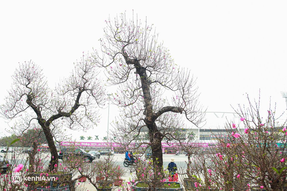 Hà Nội: Tiểu thương giảm nửa giá những gốc đào khủng ngày cận Tết, khách vẫn ngó lơ-2