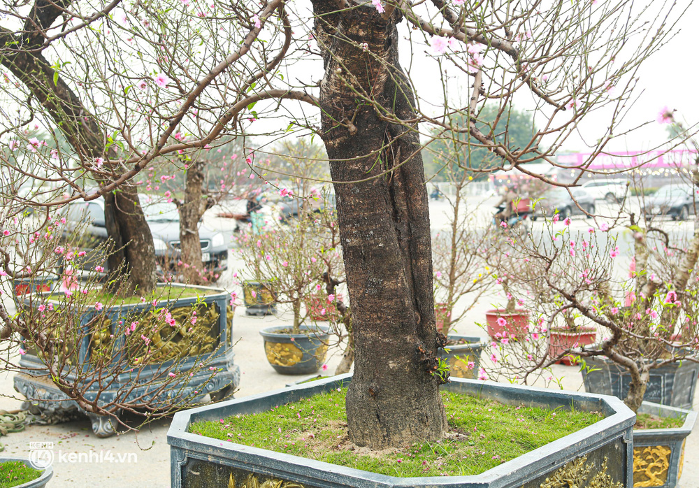 Hà Nội: Tiểu thương giảm nửa giá những gốc đào khủng ngày cận Tết, khách vẫn ngó lơ-4