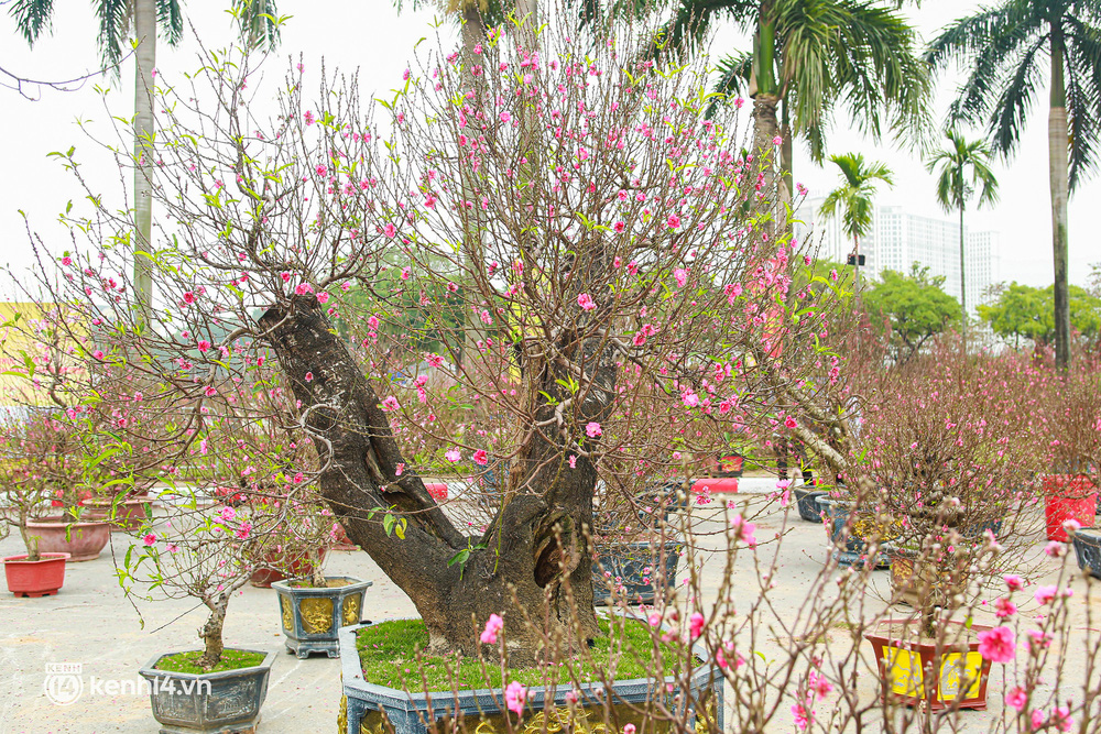 Hà Nội: Tiểu thương giảm nửa giá những gốc đào khủng ngày cận Tết, khách vẫn ngó lơ-6