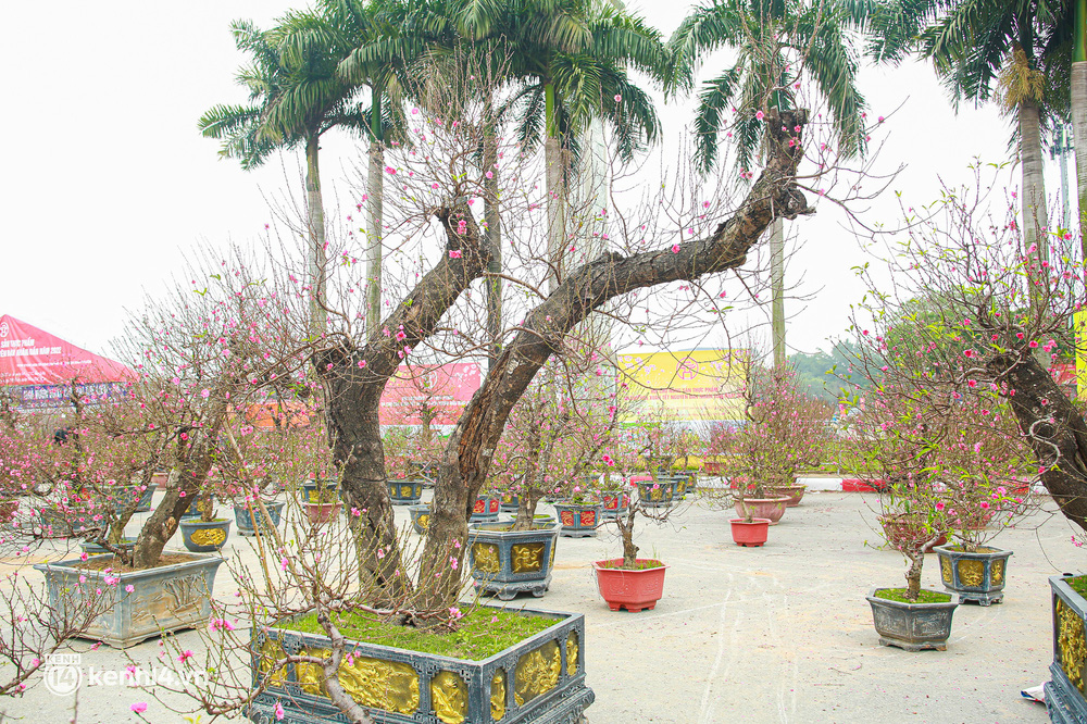 Hà Nội: Tiểu thương giảm nửa giá những gốc đào khủng ngày cận Tết, khách vẫn ngó lơ-5