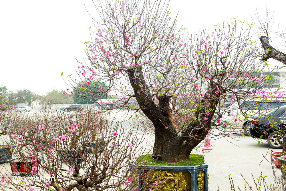 Hà Nội: Tiểu thương giảm nửa giá những gốc đào khủng ngày cận Tết, khách vẫn ngó lơ-3