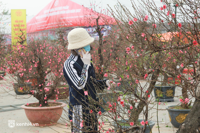 Hà Nội: Tiểu thương giảm nửa giá những gốc đào khủng ngày cận Tết, khách vẫn ngó lơ-8