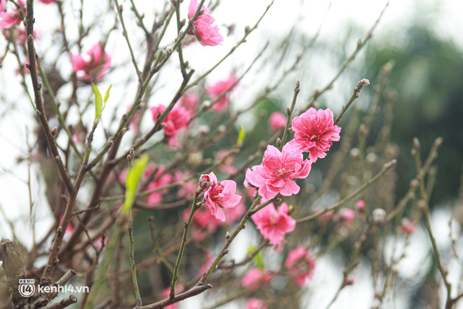 Hà Nội: Tiểu thương giảm nửa giá những gốc đào khủng ngày cận Tết, khách vẫn ngó lơ-9