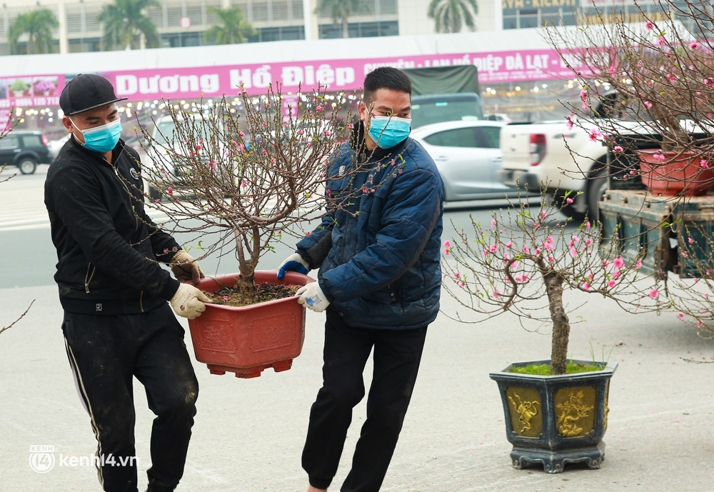 Hà Nội: Tiểu thương giảm nửa giá những gốc đào khủng ngày cận Tết, khách vẫn ngó lơ-1