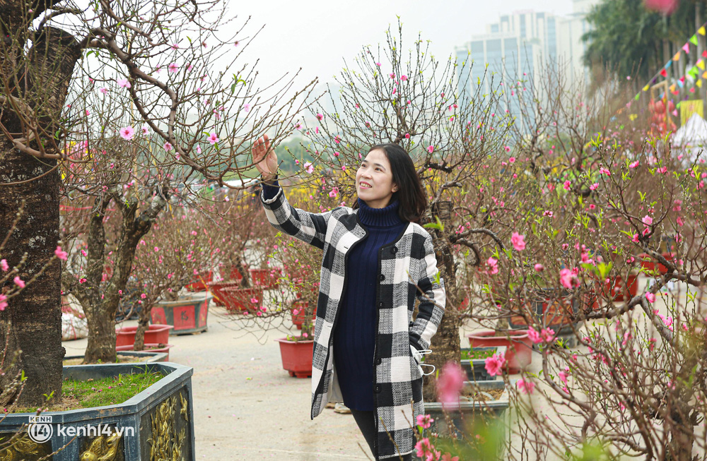 Hà Nội: Tiểu thương giảm nửa giá những gốc đào khủng ngày cận Tết, khách vẫn ngó lơ-13