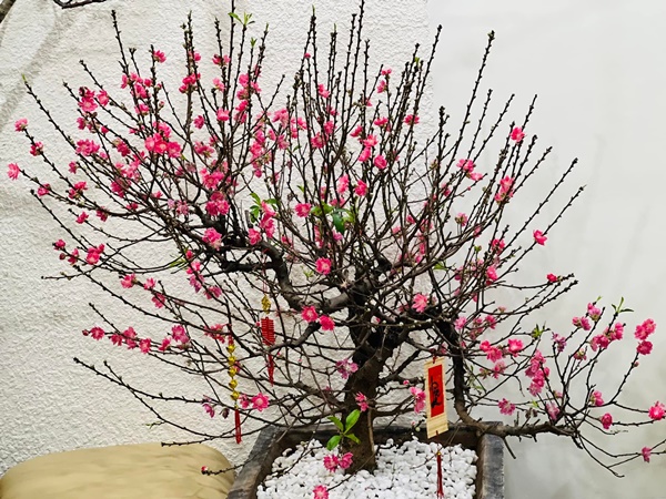 Bà xã kém 15 tuổi của NS Công Lý quả là đảm đang, Tết nào cũng tự tay trang hoàng nhà cửa rực rỡ, đủ đầy-2