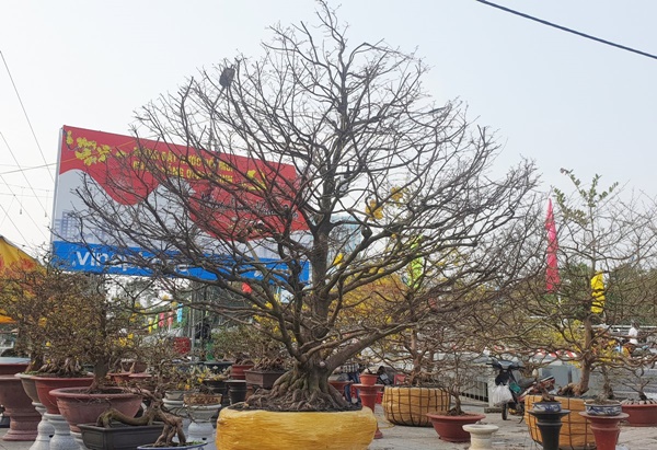 Cây lêkima giá 5 tỷ đồng tại chợ hoa miền Tây-2