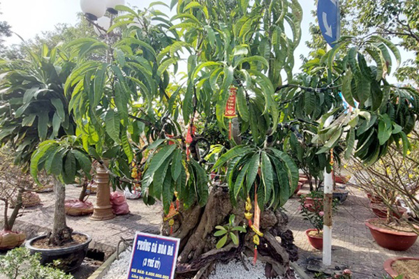 Cây ổi lạ rao bán 15 tỷ khiến dân mạng thốt lên: Ngáo giá, tiền đâu phải lá đa lá mít-9